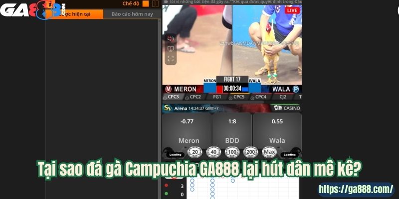 Đá Gà Campuchia GA888 – Nơi Hội Tụ Những Chiến Kê Lừng Danh - Ảnh 1