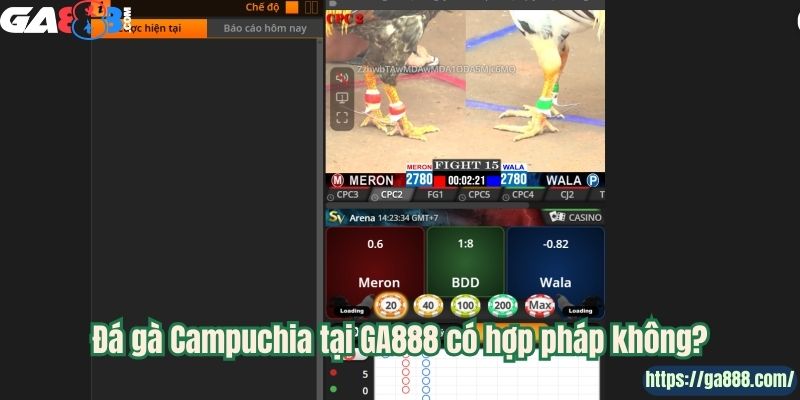 Đá Gà Campuchia GA888 – Nơi Hội Tụ Những Chiến Kê Lừng Danh - Ảnh 2