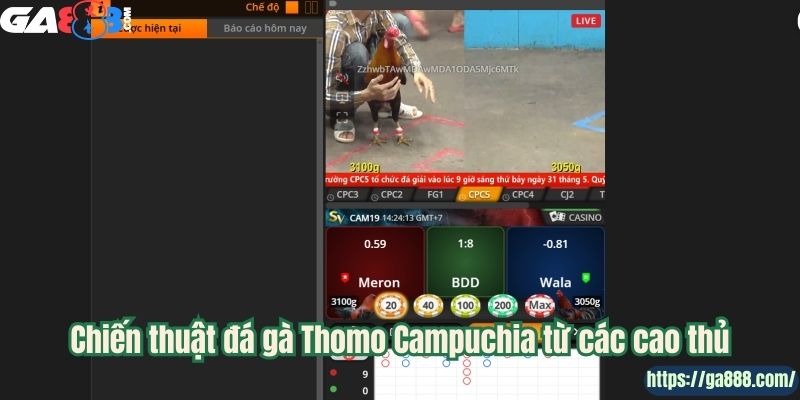 Đá Gà Campuchia GA888 – Nơi Hội Tụ Những Chiến Kê Lừng Danh - Ảnh 3