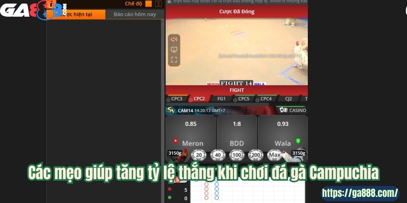 Đá Gà Campuchia Tại GA888: Đam Mê Không Giới Hạn - Ảnh 4